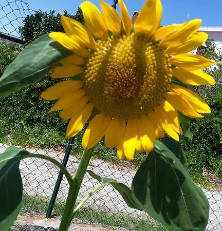 ベッド・アンド・ブレックファスト Arcobaleno 3*