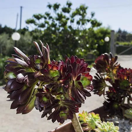 Arcobaleno 住宿加早餐酒店 Casteltermini